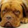 nerodog123