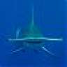 sharkph